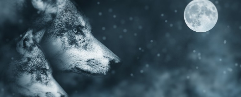 Russia – Wolves and the Space Program